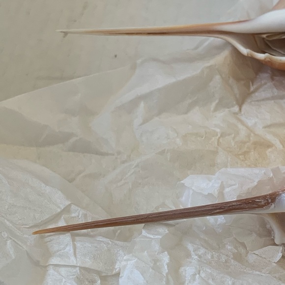 Spindle Tibia Seashell (s) Vintage - Picture 3 of 11